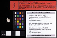 Foto (Objekt + Etiketten) von Lecythocaris obesa (Schweitzer & Feldmann, 2009) 